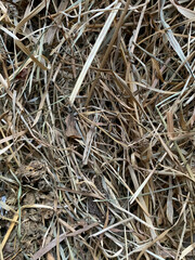 A pile of dry hay with tangled strands and a natural, organic texture, showing the intricate details of dried grass fibers
