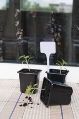 growing seedlings at home in spring