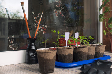 growing seedlings at home in spring