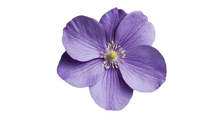 Obraz premium Vibrant purple flower on transparent background