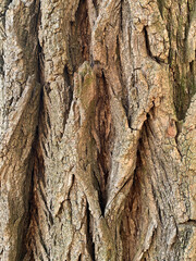 Tree bark with deep cracks, rough organic texture, and natural patterns