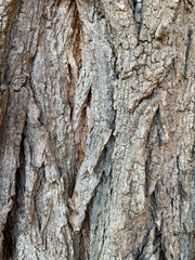 Rough tree bark with deep cracks, grooves, and intricate organic details