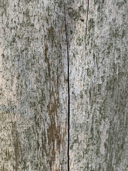 Aged wooden surface with cracks, weathering, and subtle moss growth