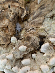 White mushrooms growing on decaying tree bark