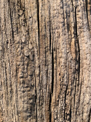 Cracked tree bark texture with deep grooves and natural weathering