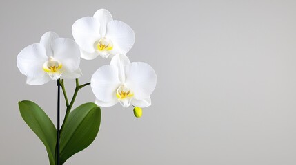 White Orchids on Gray Background
