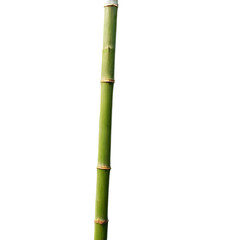 Fototapeta premium Bamboo stick isolated on transparent background
