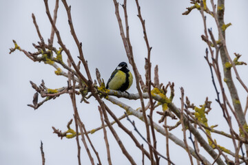 Fototapeta premium great tit parus major