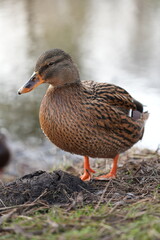 female mallard duck