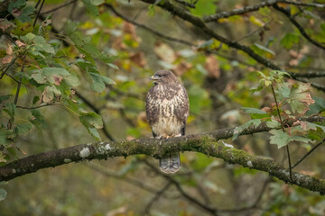 Buzzard juvenile, Buteo buteo, perched on a branch in a forest, in the uk