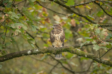 Buzzard juvenile, Buteo buteo, perched on a branch in a forest, in the uk
