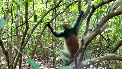 A Colobus Monkey Playfully Hanging and Swinging in a Lush and Vibrant Green Jungle Environment...