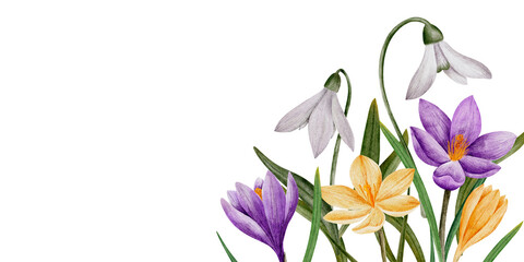 crocus and snowdrop flowers, watercolor illustration, isolated on white. Hand drawn botanical template with space for text. Template for cards, logos, prints, wedding design