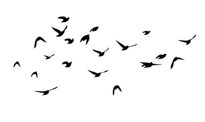 Flying birds silhouette flock. hand drawing. Not AI. Vector illustration.