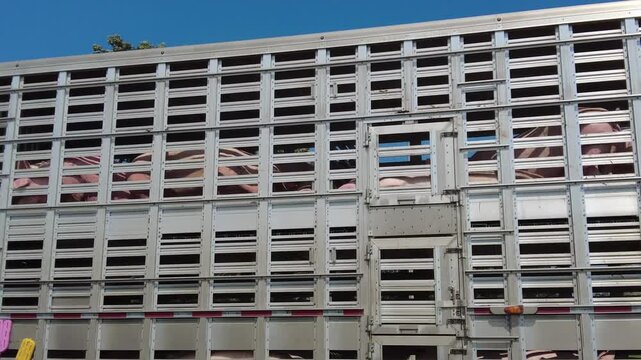 Transport Truck Carries Pigs for Food Processing on a Sunny Day