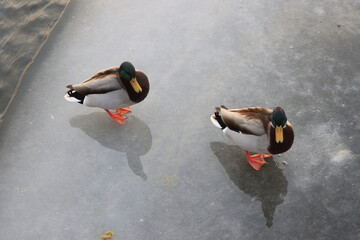 Two mallard ducks on the edge of an ice floe near the water