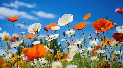 Obraz premium beautiful landscape - poppy field with beautiful blue sky