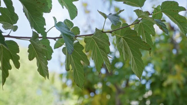 Vibrant mulberry leaves in murcia's outdoor landscape, captured with a clear blue sky, highlighting nature's lush detail.