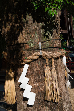 Shimenawa, a rice straw rope used in Shinto religion for ritual purification. Tied around a tree, which is common since Shintoism worships the &ldquo;kami&rdquo; (gods) that inhabit nature. Japan.