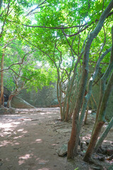 Scenic image of Pidurangala Royal Cave Temple under Pidurangala Rajamaha Viharaya, Sigiriya, Sri Lanka, Asia	