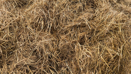 Mist dung heap of horse manure