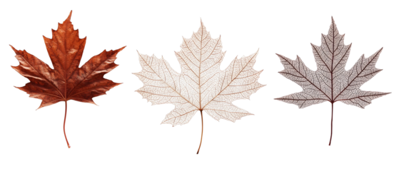 autumn maple leaves in different colors isolated png transparent background