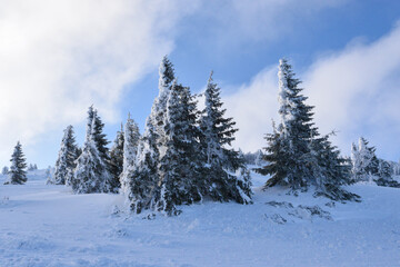 Frozen pine trees under snow at mountain slope. Zavizan region, Northern Velebit