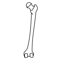 Femur