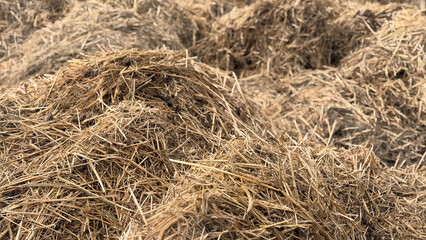 Mist dung heap of horse manure