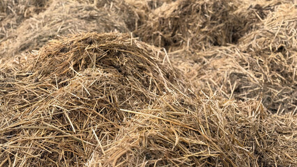 Mist dung heap of horse manure