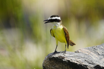 
The great kiskadee (Pitangus sulphuratus), called bem-te-vi in Brazil, pitogue in Paraguay, benteveo or bichofeo in Argentina and Uruguay, Fortaleza Ceará, Brazil.