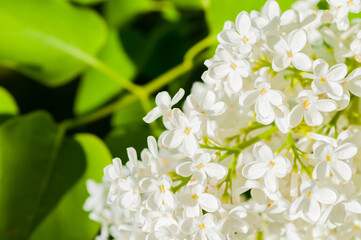 Spring flower background with white lilac flowers, selective focus at the central flowers, soft...