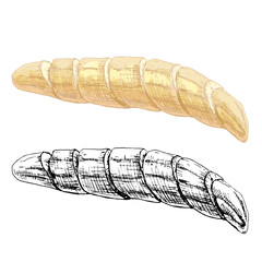 Banana slice without peeled. Vintage vector hatching color illustration