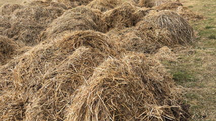 Mist dung heap of horse manure