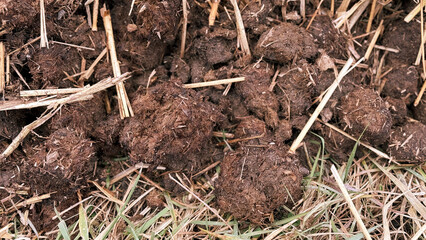 Mist dung heap of horse manure