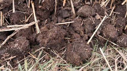 Mist dung heap of horse manure