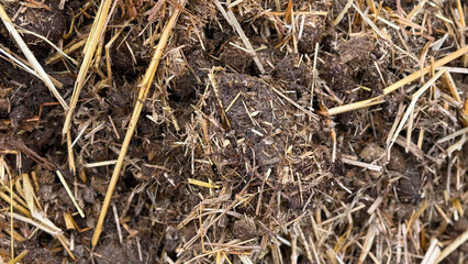 Mist dung heap of horse manure