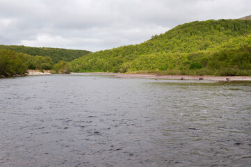 Country landscape, summer day. The Titovka River in Murmansk Region, Northern Russia