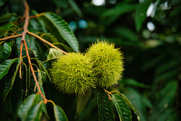 Autumn texture of chestnut trees with the first green spiny chestnuts, in Hakone, Japan.  Close-up photograph with selective focus.