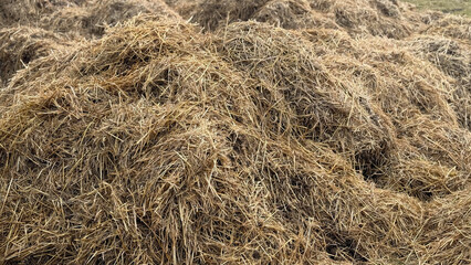 Mist dung heap of horse manure