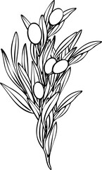 Hand drawn olive branch vector illustration with linear style and green outline. Minimalistic composition. elegant botanical elements for logos, packaging, prints, textiles, menu