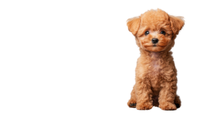 Adorable toy poodle puppy sitting on transparent background
