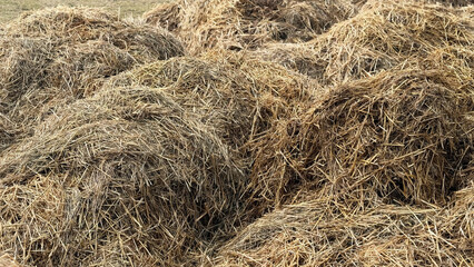 Mist dung heap of horse manure