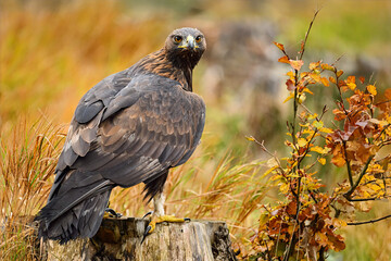 A golden eagle flies low over the ground and prepares to land.