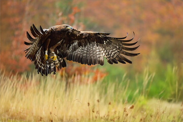 A golden eagle flies low over the ground and prepares to land.