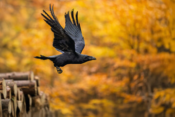 The great raven flies through the forest in search of food.