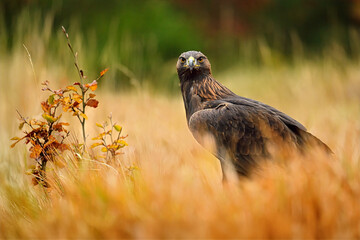 A golden eagle flies low over the ground and prepares to land.