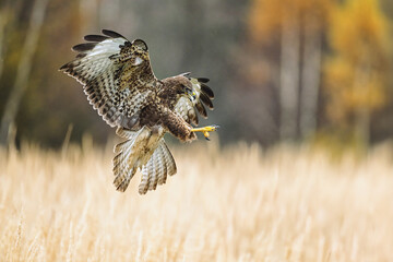 A golden eagle caught while hunting wild game.