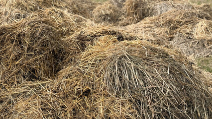 Mist dung heap of horse manure