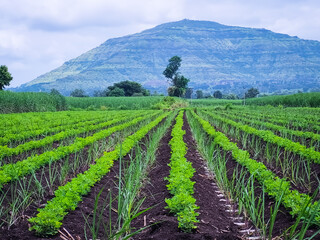 Cultivated fields in the countryside of Maharashtra, India